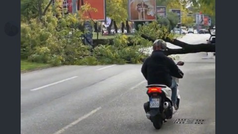Palo stablo na Bulevaru Svetog Petra Cetinjskog, zatvorene obje trake od grada ka Bloku pet thumb2.jpg