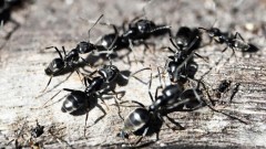 Kako se mravi bore protiv epidemije Kako se mravi bore protiv epidemije