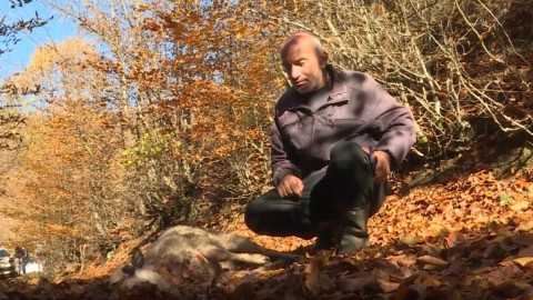 Psi lutalice zaklali tridesetak ovaca i koza u selu kod Bijelog Polja thumb2.jpg