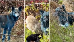 Nešto čudno se dešava u Černobiljskoj zoni isključenja: Psi lutalice postali plavi thumb1.jpg