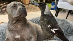 Životinje: Velika polemika u Australiji - hoće li svraka biti vraćena vlasnicima