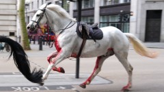 Pomahnitali konji jurili centrom Londona, povredili nekoliko ljudi