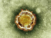 corona-virus.jpg