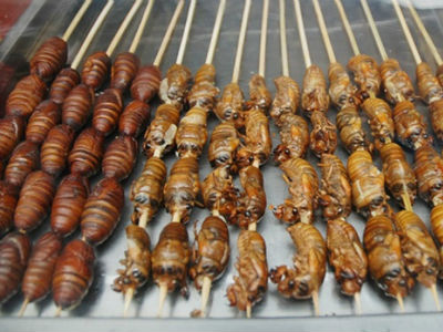 Insekti mogu suzbiti glad u svijetu? Insekti mogu suzbiti glad u svijetu?