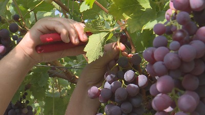 Novo poglavlje u razvoju vinogradarstva Novo poglavlje u razvoju vinogradarstva
