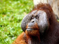 Orangutan Jala vraćen u džunglu