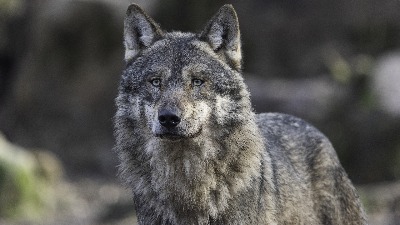 U Skandinaviji uništavaju populaciju vukova