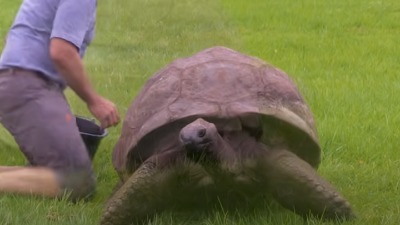 Džonatanu 190 godina, postao najstarija kornjača na svijetu