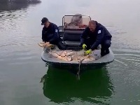 Vraćeno 1.000 kilograma ribe u Skadarsko jezero