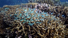 Велики корални гребен треба ставити на листу угрожене свјетске баштине 