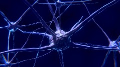 Милиони "тихих синапси" могу бити кључ доживотног учења
