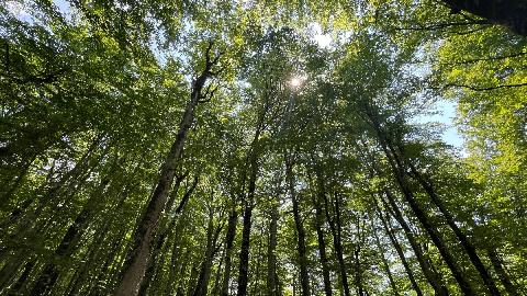 Rješenja iz Predloga zakona o šumama potencijalno ugrožavaju finansije opština