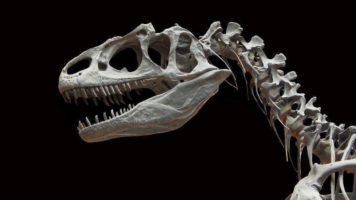 Kostur gorgosaurusa na aukciji