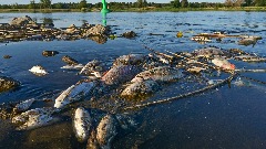 Nudi 214.000 eura za informacije o ekološkoj katastrofi u Odru
