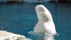 Bijeli kit zalutao u Senu