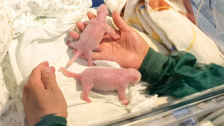 Panda Eršun rodila blizance