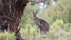 Аустралијанца убио кенгур љубимац