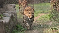 Indija još uvijek traga za leopardom, učestvuje 300 ljudi