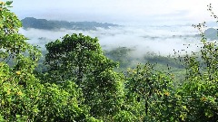 Штите 1.300 квадратних километара амазонске прашуме од експлоатације