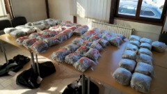 U Srbiji uhapšen državljanin CG sa 70 kg marihuane