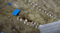 У Кини откривена човјечја лобања стара милион година