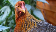 Најтежа сезона птичјег грипа у историји, у Европи нема заразе код људи