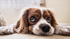 Промјене боје носа код паса – који су разлози и има ли повода за забринутост?