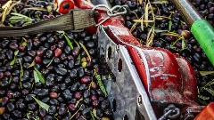 Јасно дефинисали права и обавезе произвођача маслиновог уља