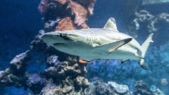 Mесо угрожених врста ајкула у аустралијским ресторанима брзе хране