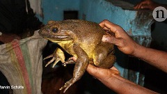 Бројна удружења у борби да сачувају жабу голијата од изумирања