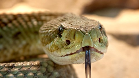 Откривено пет нових врста змија