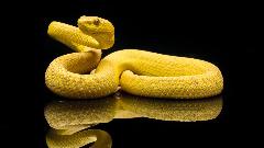 Најотровније острво на Земљи - препуно златних змија