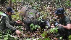 У Индонезији се родило младунче ријетког суматранског носорога