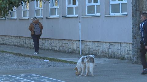 Проблем у Даниловграду: Пси луталице нападају дјецу у школским двориштима 