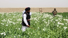 Талибани забранили узгој канабиса