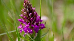 Откривена нова врста орхидеје, цвјетови личе на стакло