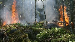 У Шпанији први велики шумски пожар у сезони