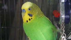 Свједочење папагаја послало убице на доживотну робију