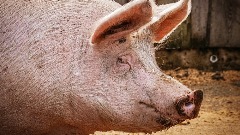 У општини Трговиште у Србији проглашена зараза афричком кугом свиња
