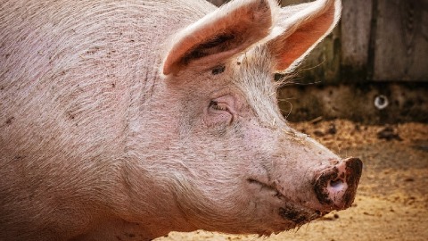 У општини Трговиште у Србији проглашена зараза афричком кугом свиња