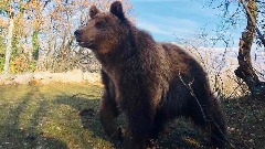Црна Гора добила резерват за медвједа који се простире на 8.400 квадрата
