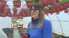 Производња цвијећа добар посао, али тражи стрпљења