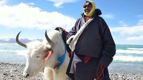 Мљечна исхрана помогла опстанку Тибетанаца