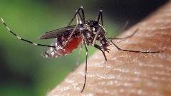 Mirisi i sapuni koji odbijaju komarce