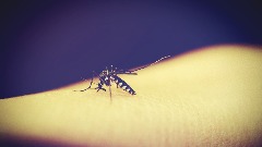 Sve veći rizik od virusnih bolesti koje prenose komarci