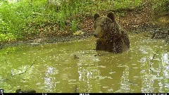 Медвјед из Парка природе Пива нашао спас од врућина