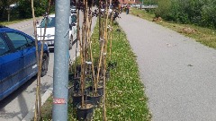 У Беранама засађен дрворед од 40 стабљика шљиве