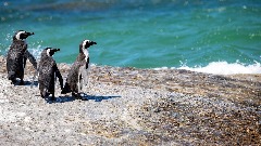 Skoro 2.000 uginulih pingvina na obalama Urugvaja