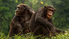 Шимпанзе које су побјегле из зоолошког врта убијене у Колумбији 