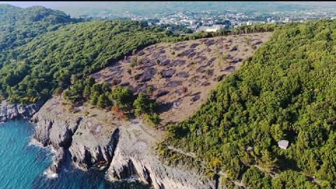 "Sječa borove šume nemoguća bez podrške Opštine i države" thumb2.jpg